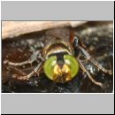 Tachysphex obscuripennis - Grabwespe m10b 7-8mm Sandgrube Niedringhaussee.jpg